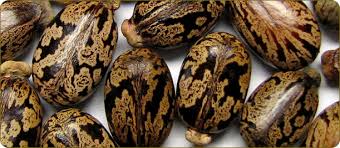 Castor Seeds Manufacturer Supplier Wholesale Exporter Importer Buyer Trader Retailer in  Ahemdabad Gujarat India